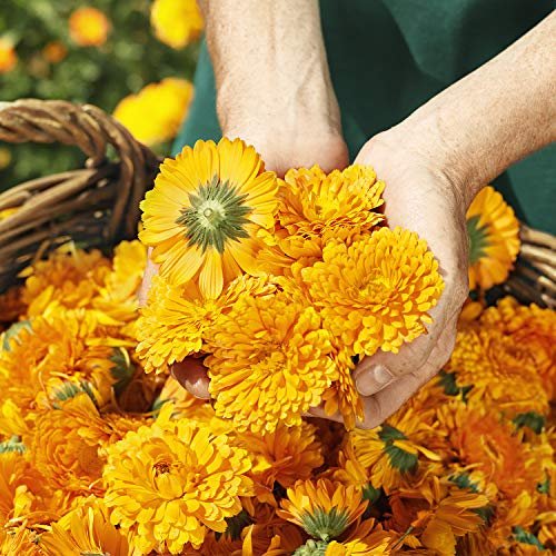 WELEDA Oleo Hidratante Para Bebe De Calendula Weleda 5