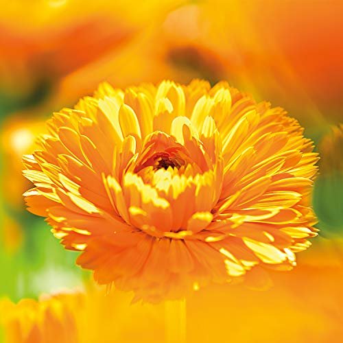 WELEDA Oleo Hidratante Para Bebe De Calendula Weleda 6